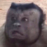 iabs4 emote