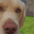 natchatssimba emote