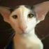 hexawiLOL emote