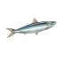 raoufbelkacemiSERDINA emote