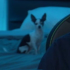 konvyChupi emote