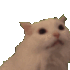 abomishalcat emote