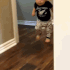 imertb1 emote