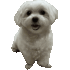 LittleElenabatuffola emote