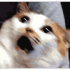 jamalalphaAWILI emote