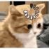jamalalphaKIFACH emote