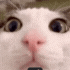 jaltaff emote