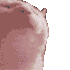 3wadtvcat emote