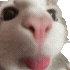 jalta6 emote