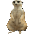 frankcuestaSuricata emote