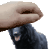 grossgorePet emote