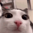waraplink emote