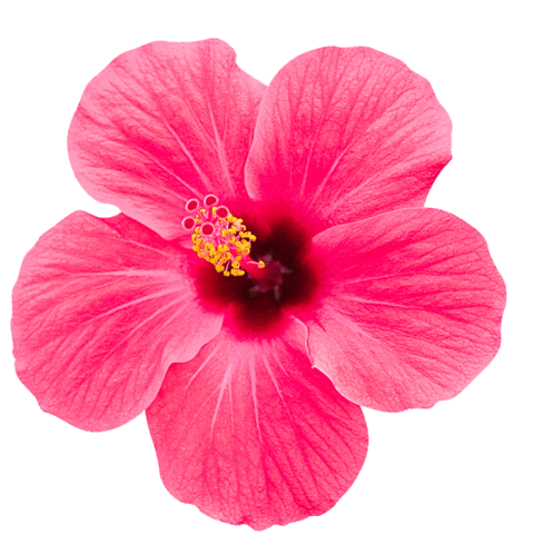 jadajxhibiscus
