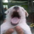 sachauzumakiaaa emote
