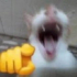 rpwylaugh emote