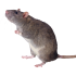 mrstiventcRATA