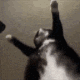 stormjoDance10 emote