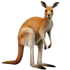 tirutchtir3kanguru emote