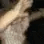 datturazdance emote