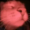 tazoCatRave emote