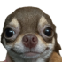 farfadoxperro emote