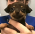 xkiphu2 emote