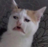 xkiphu3 emote