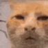 basamlv7 emote