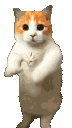 souhaibmf86dancecat1