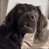 zyztmHUH emote