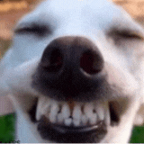 hasoniiqa emote