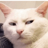 hasoniiqd emote