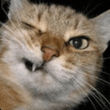 hasoniiqg emote