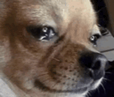 hasoniiqpp emote
