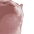 ibrahimalkhteb9 emote