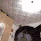 sophiejannercatdance