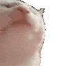 jwoo0117catdance emote