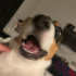 alyb0bacrazyyosh emote
