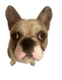 coconutbRaco emote