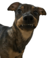lequfelek emote