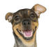 lequcwelek emote