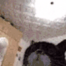 clashwithmrmillscatDanc twitch emote