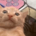 angicatgamingwaa