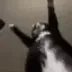 teufdanse emote