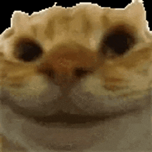 pelicangersisi emote