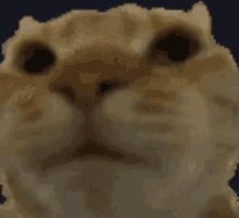 pelicangernono emote