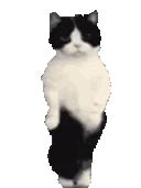 payasitazingwawa
