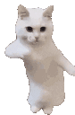 sammckdancecat