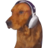 cheesurTeddy emote