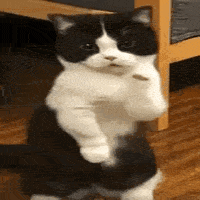 angicatgamingcat4